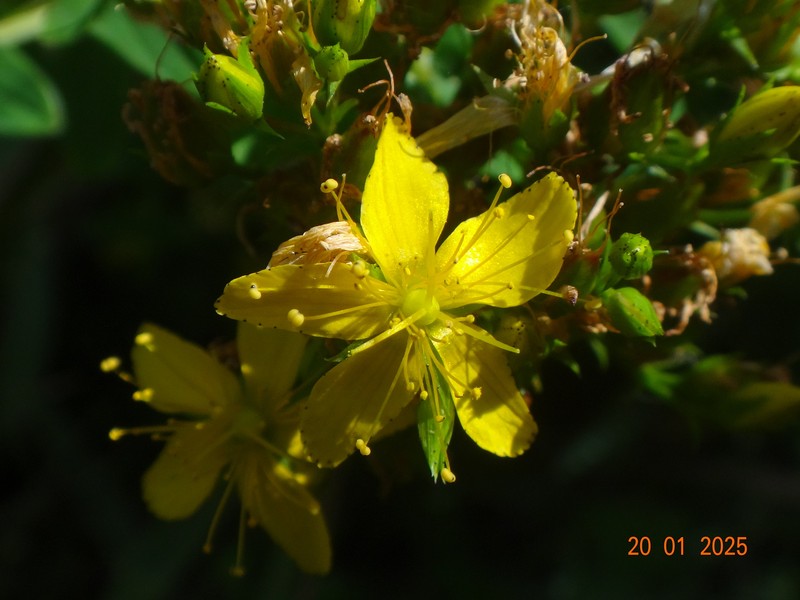 Hypericum tetrapterum var. tetrapterum
