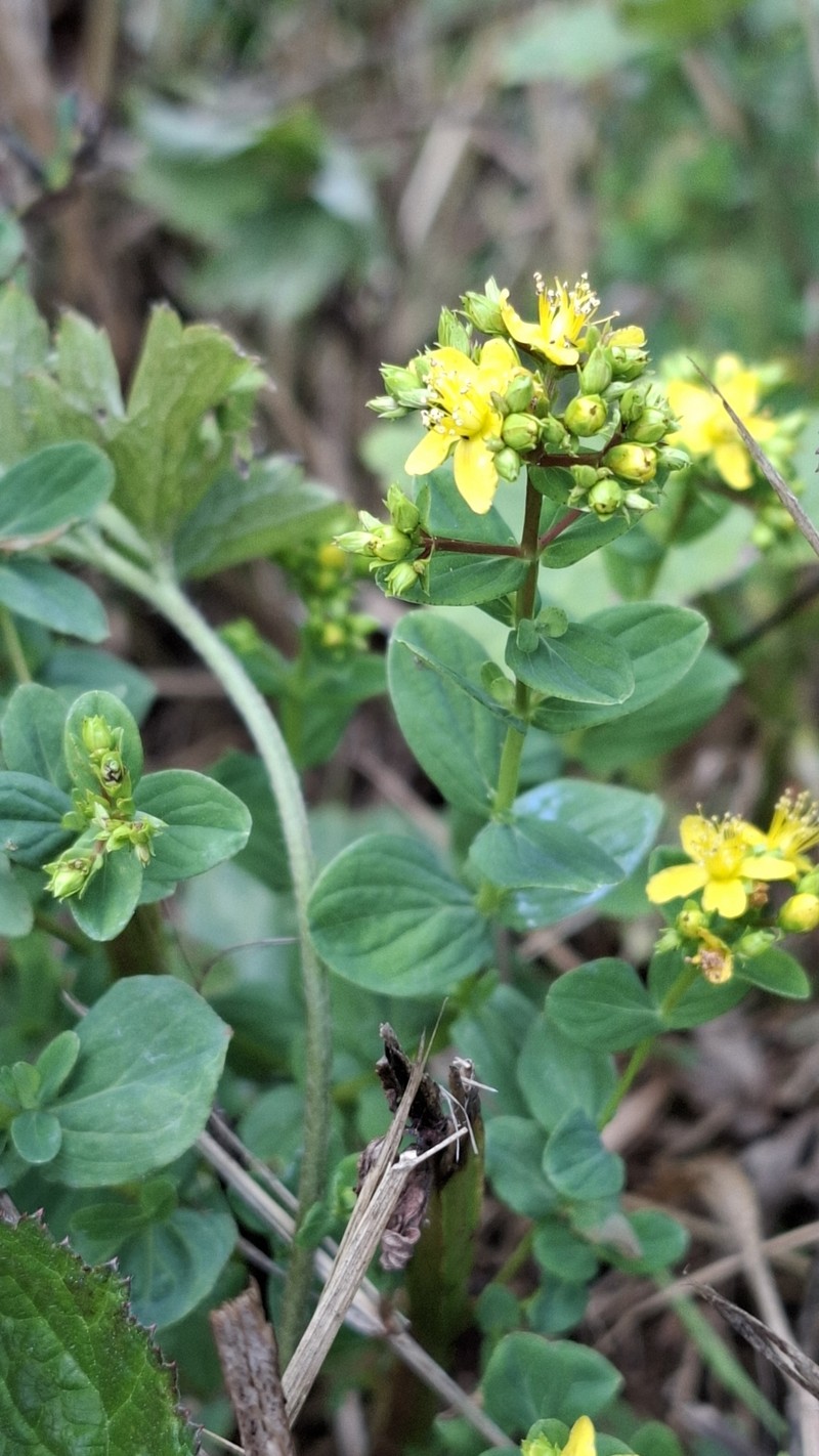 Hypericum tetrapterum var. tetrapterum photo 2