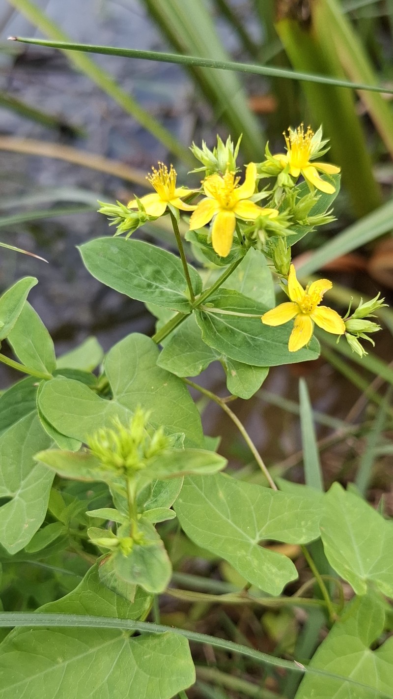 Hypericum tetrapterum var. tetrapterum photo 3