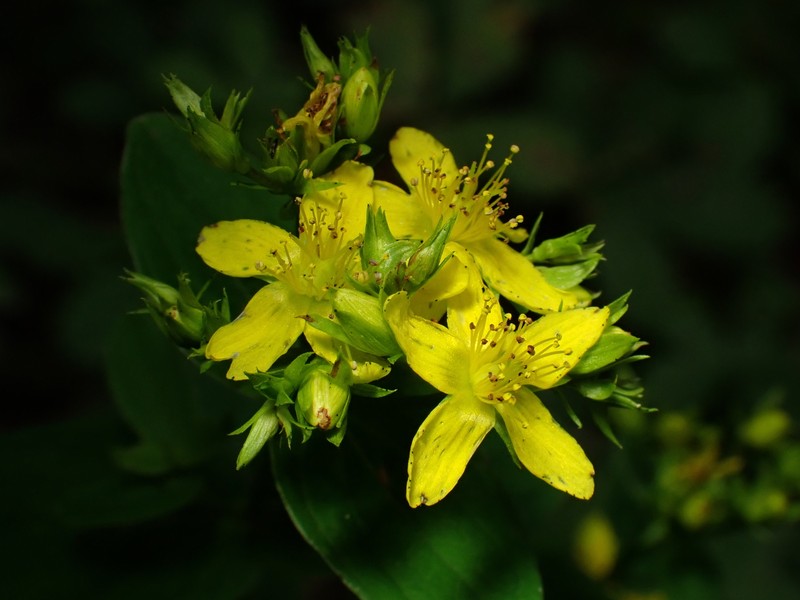 Hypericum tetrapterum var. tetrapterum photo 4
