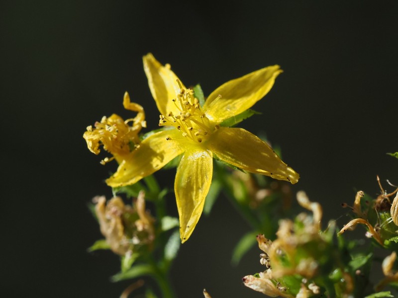 Hypericum tetrapterum var. tetrapterum photo 5