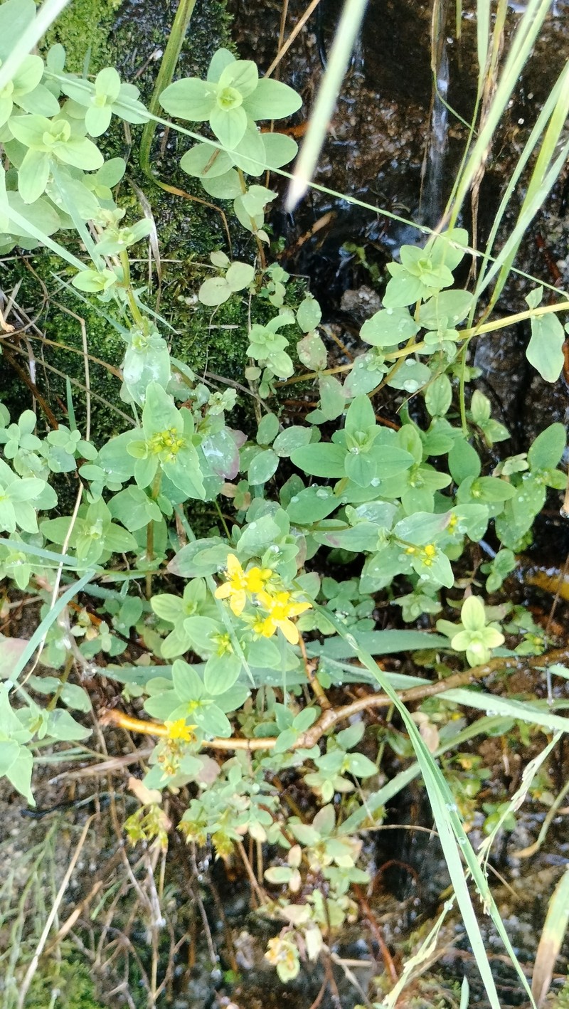 Hypericum tetrapterum var. tetrapterum photo 6