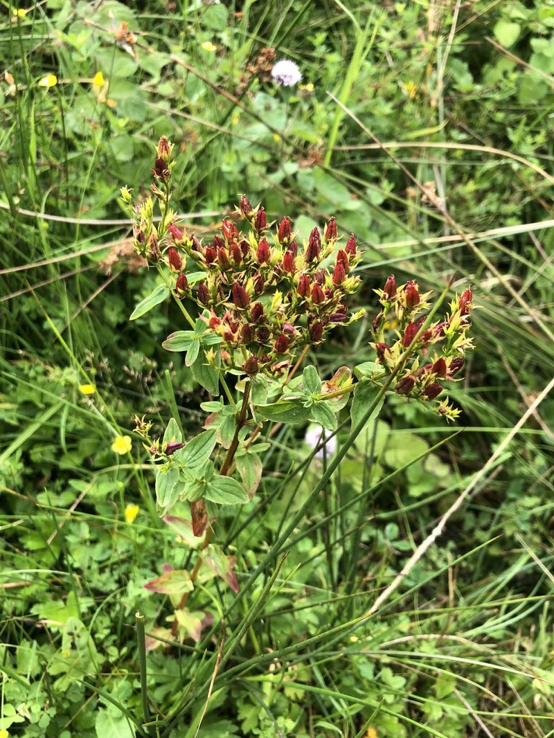 Hypericum tetrapterum var. tetrapterum photo 7