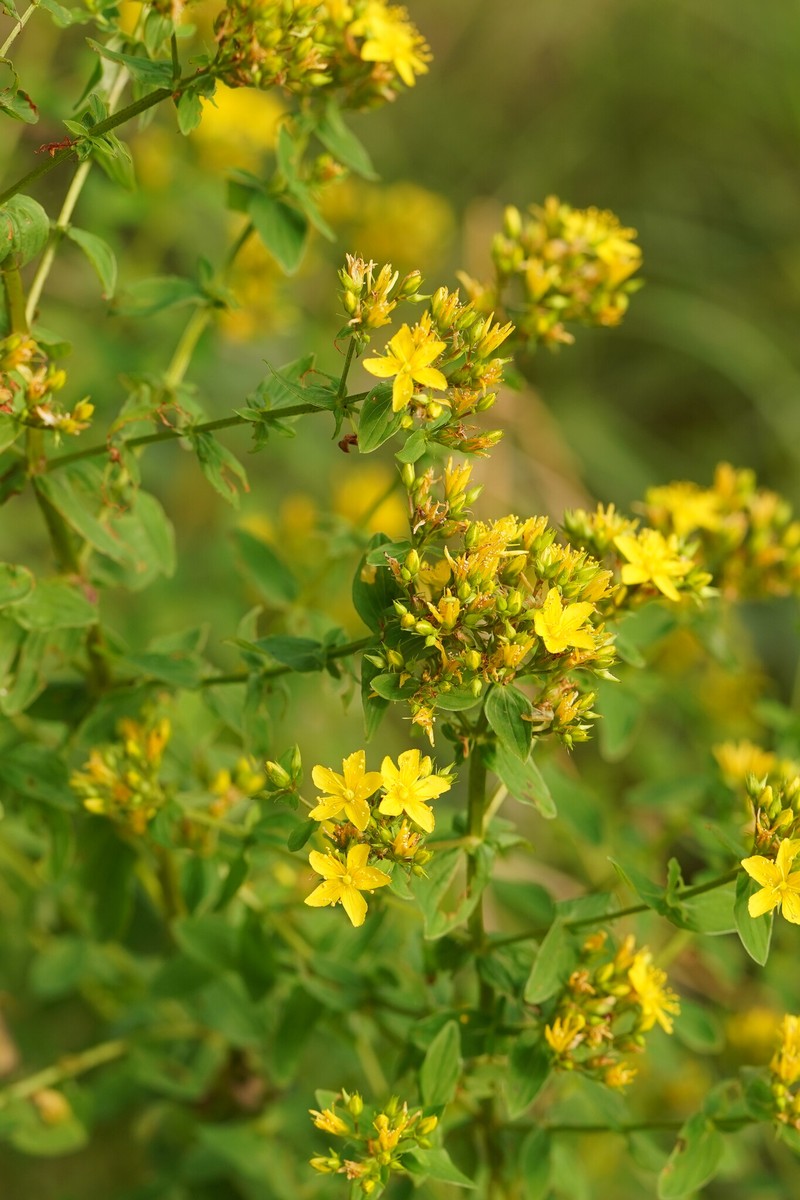 Hypericum tetrapterum var. tetrapterum photo 8