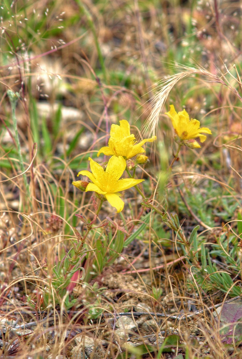Hypericum thasium photo 2
