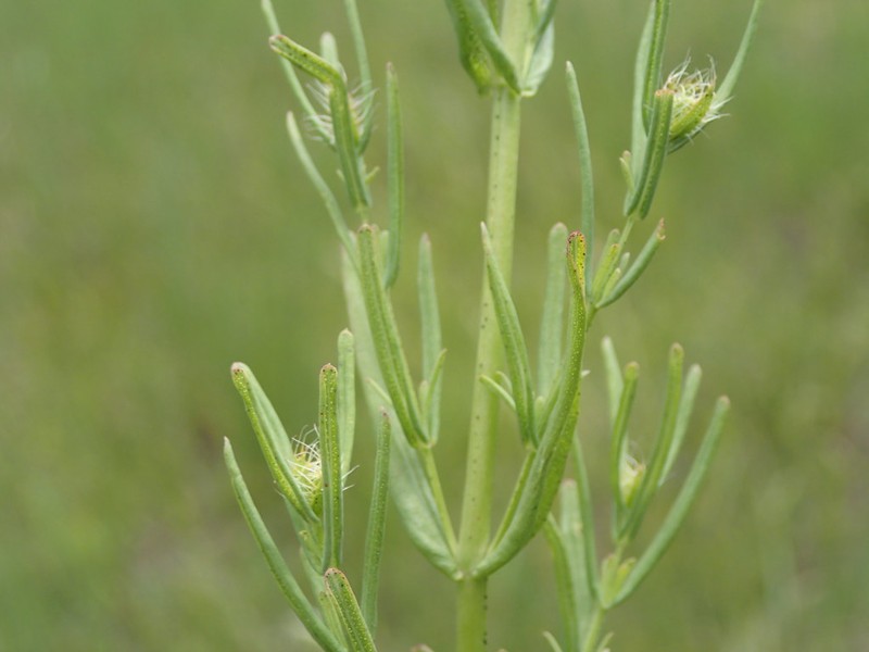 Hypericum thasium photo 3