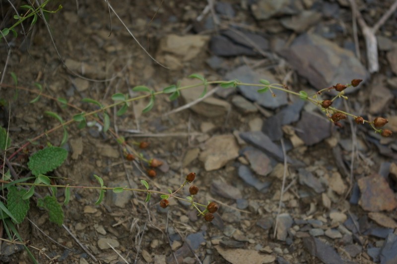 Hypericum theodori