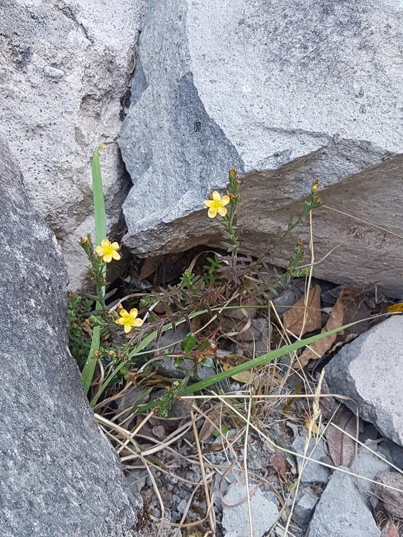 Hypericum thesiifolium