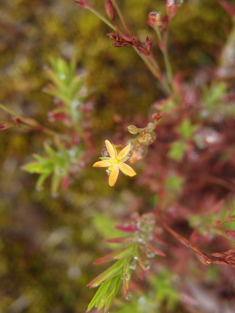 Hypericum thesiifolium photo 2