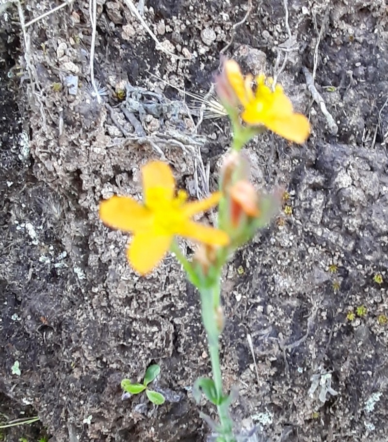 Hypericum thesiifolium photo 3