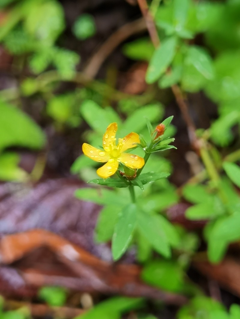 Hypericum thesiifolium photo 4