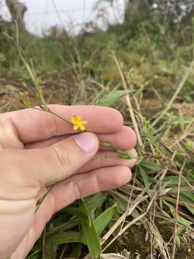 Hypericum thesiifolium photo 5