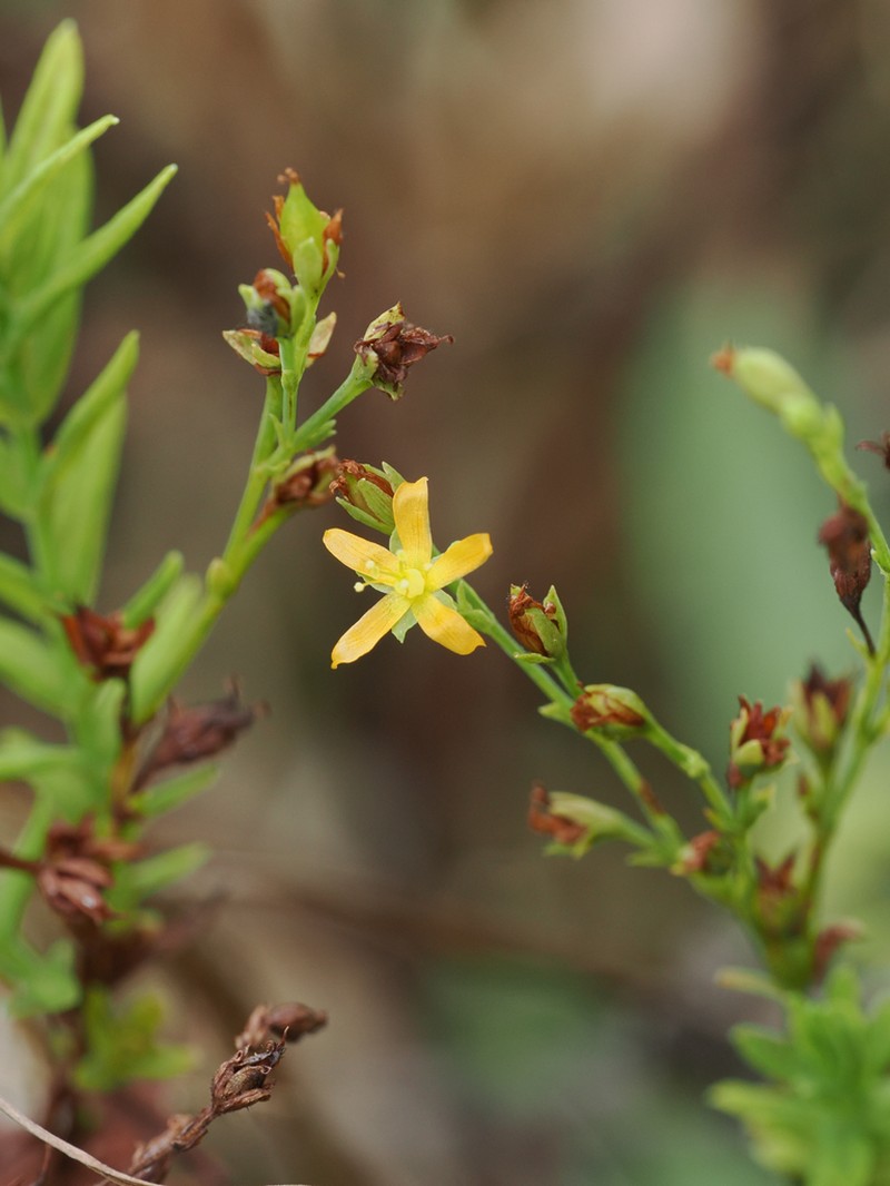 Hypericum thesiifolium photo 6