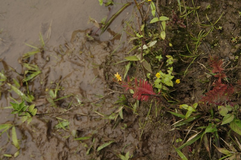 Hypericum thesiifolium photo 7