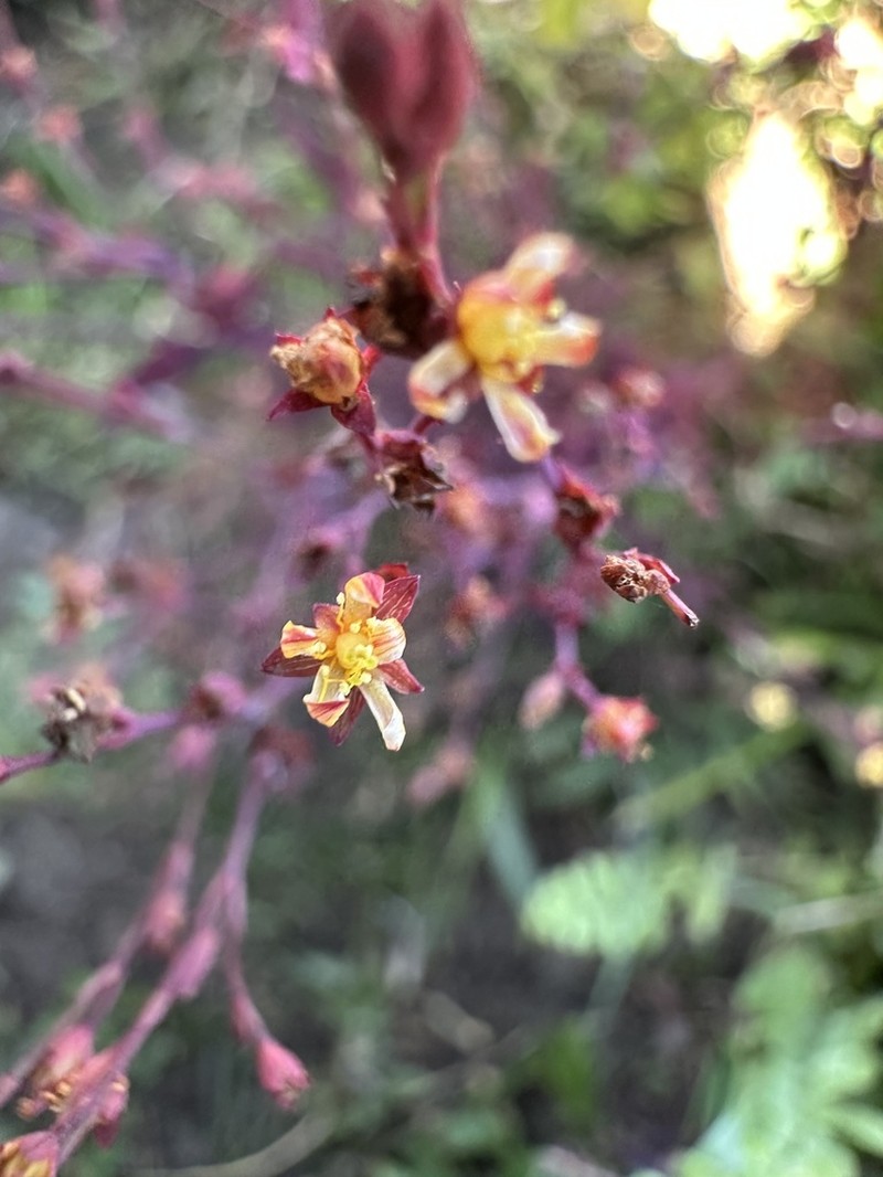 Hypericum thesiifolium photo 8