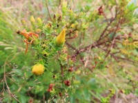 Hypericum thuyoides