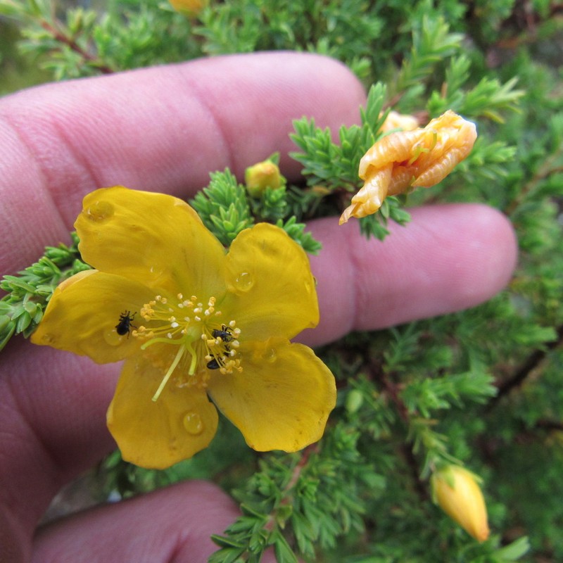 Hypericum thuyoides photo 2