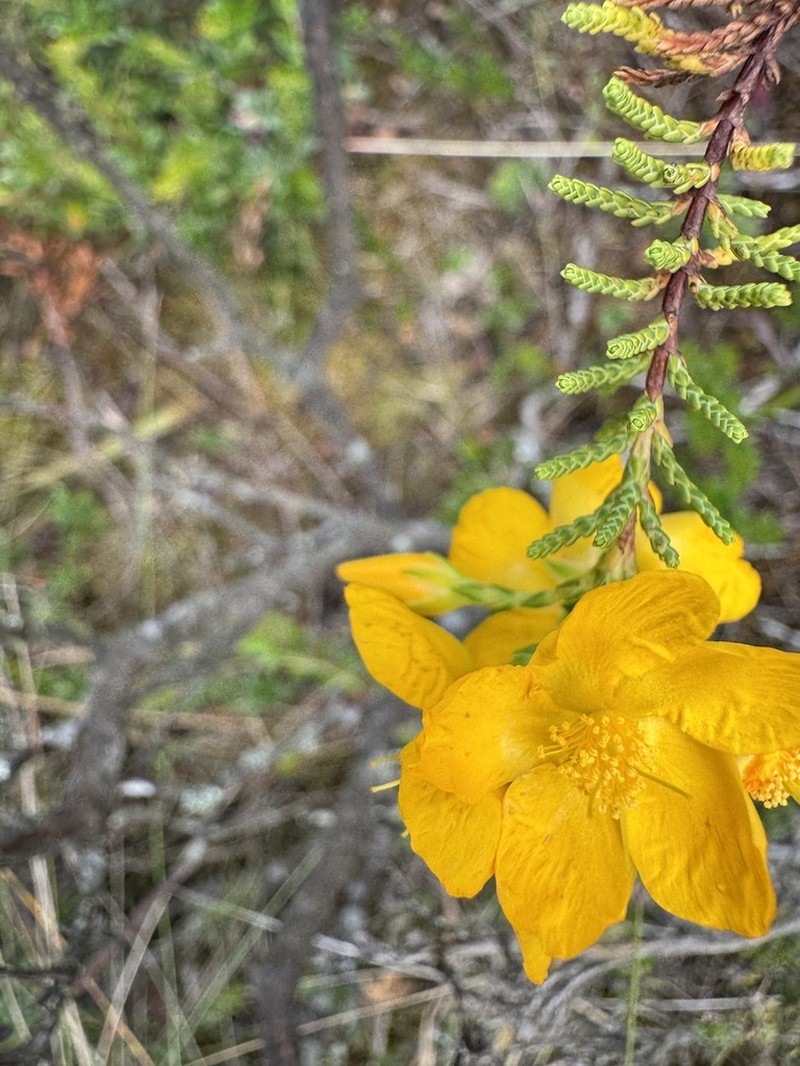 Hypericum thuyoides photo 3
