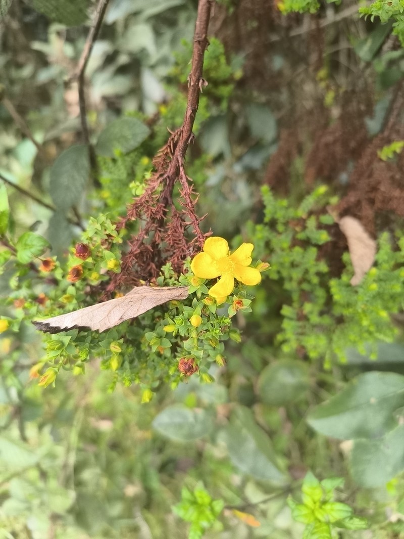 Hypericum thuyoides photo 4