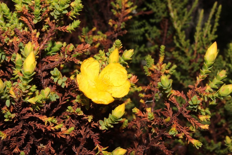 Hypericum thuyoides photo 5
