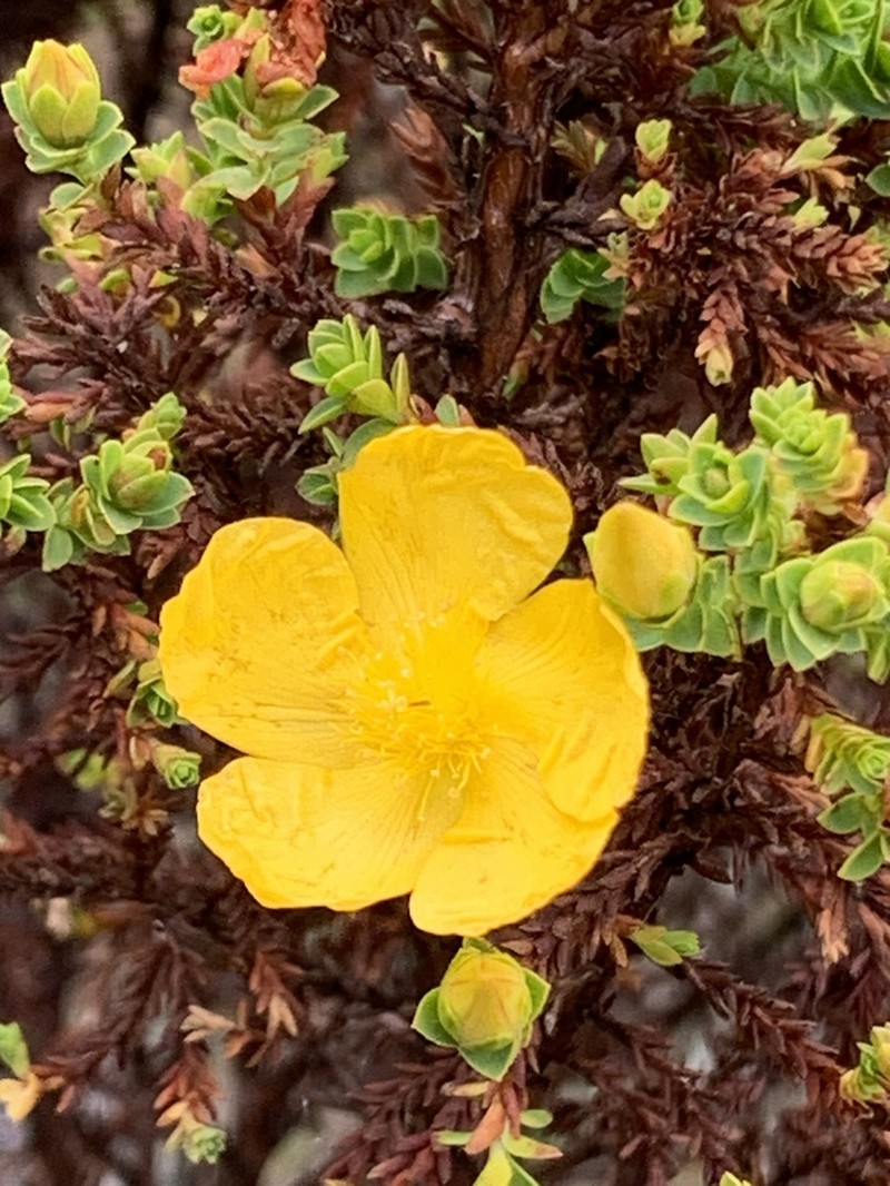 Hypericum thuyoides photo 6