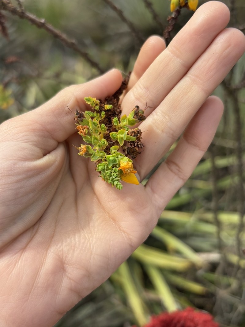 Hypericum thuyoides photo 7