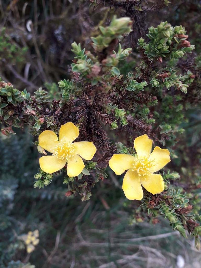 Hypericum thuyoides photo 8