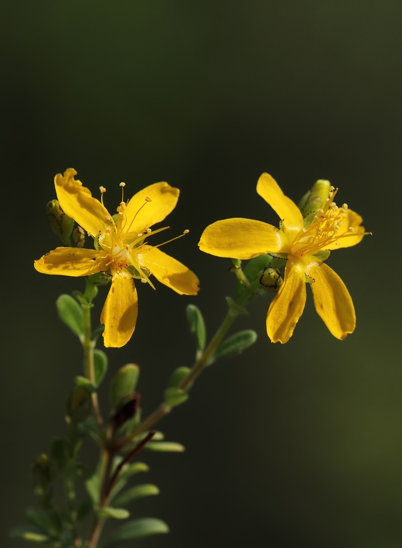 Hypericum thymifolium