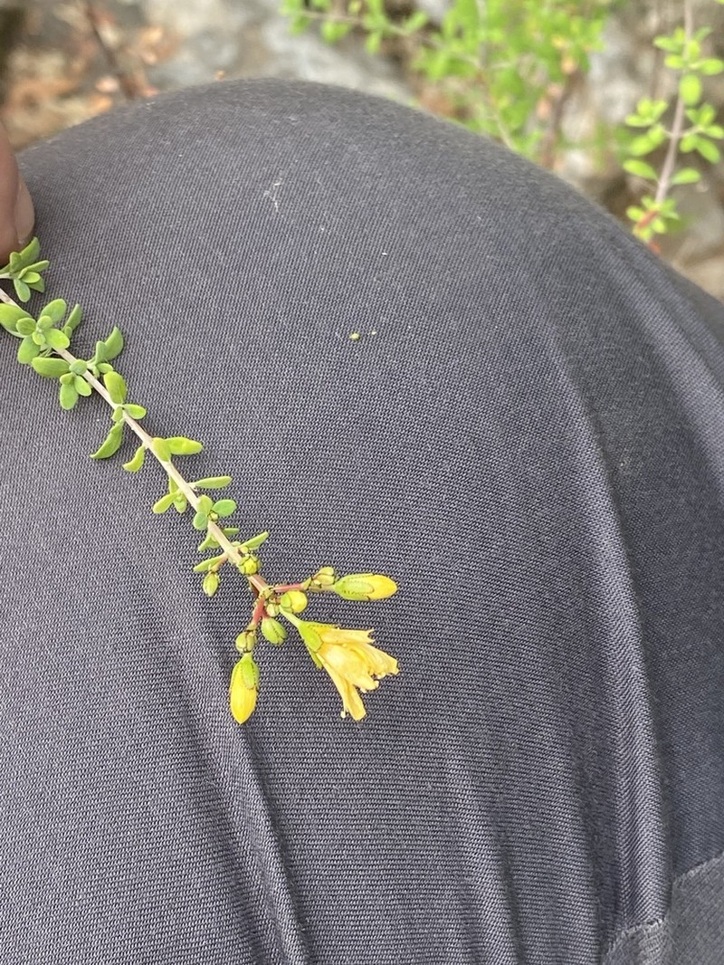 Hypericum thymifolium photo 2