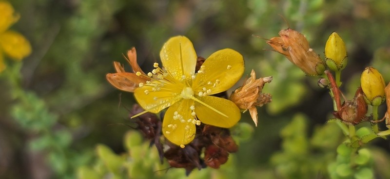 Hypericum thymifolium photo 3