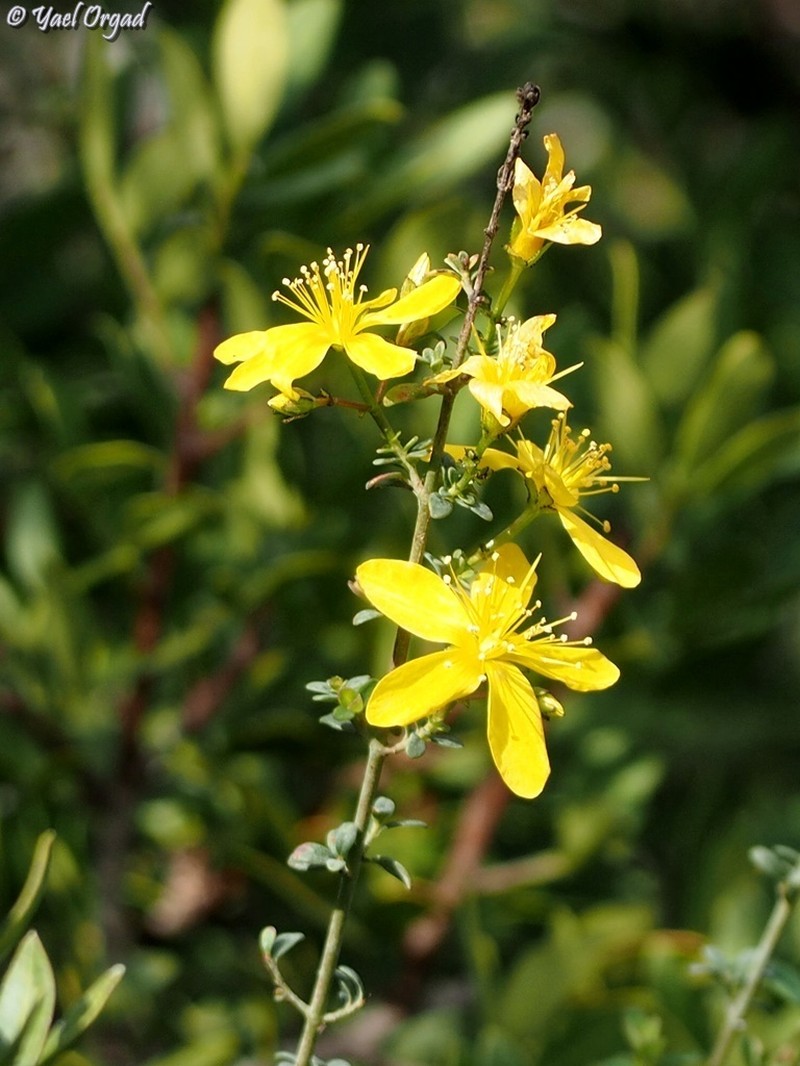 Hypericum thymifolium photo 4