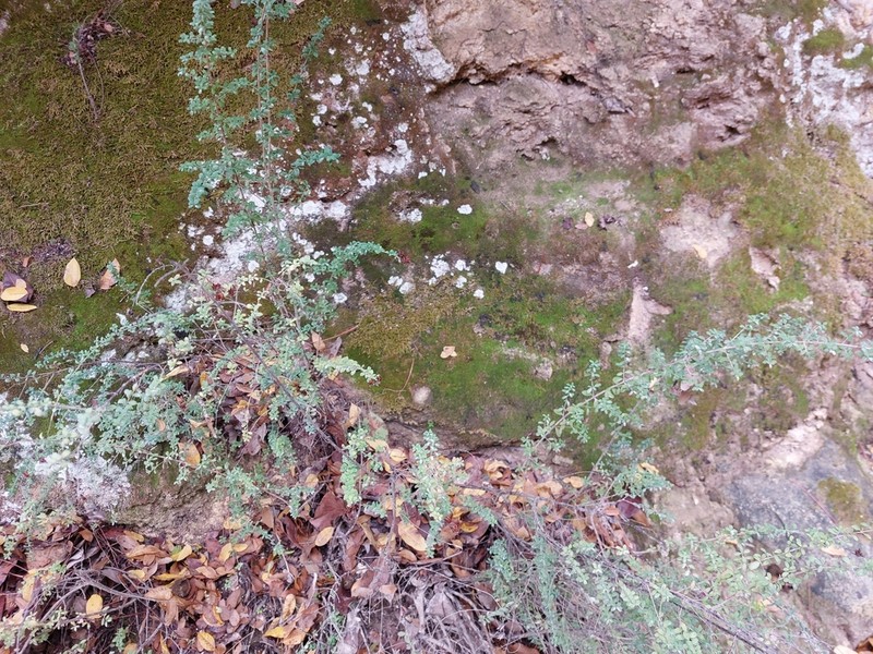 Hypericum thymifolium photo 5