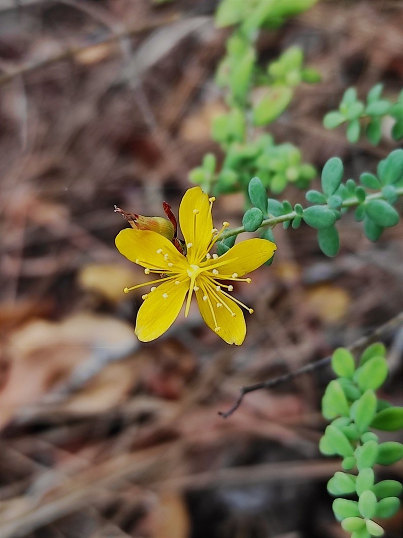 Hypericum thymifolium photo 6