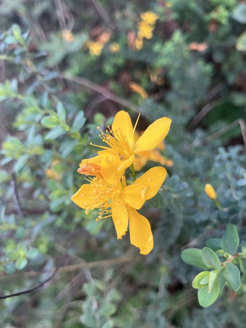 Hypericum thymifolium photo 7
