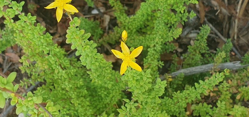 Hypericum thymifolium photo 8