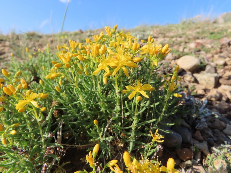 Hypericum thymopsis