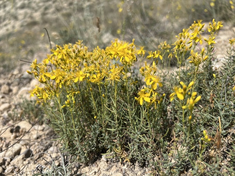 Hypericum thymopsis photo 2