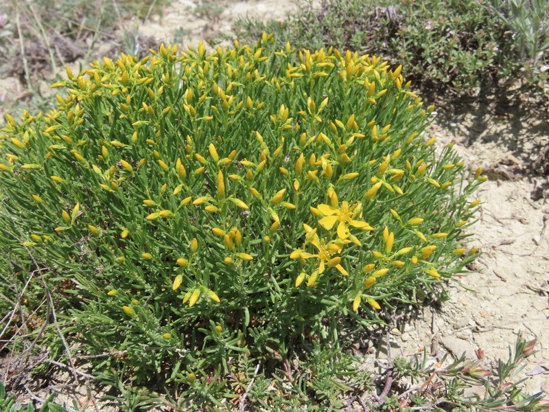 Hypericum thymopsis photo 3