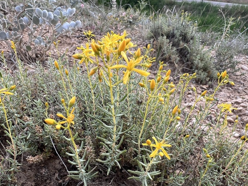 Hypericum thymopsis photo 4