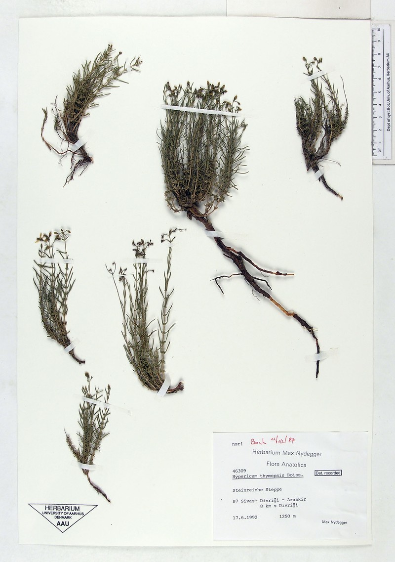 Hypericum thymopsis photo 5