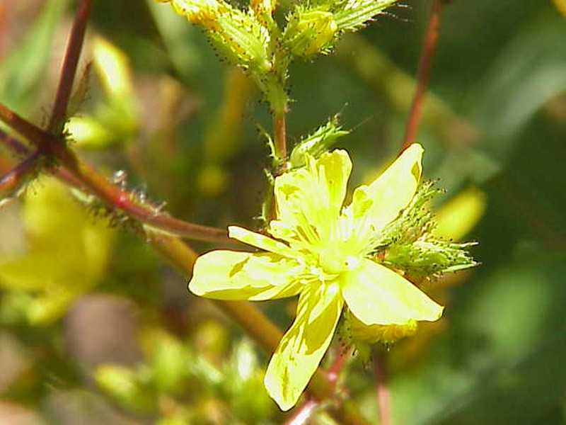Hypericum tomentosum