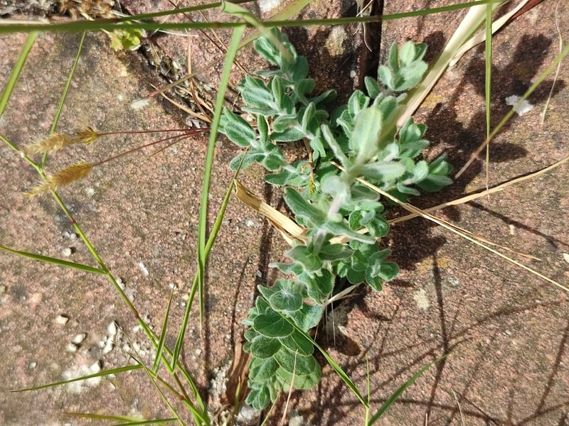 Hypericum tomentosum photo 2