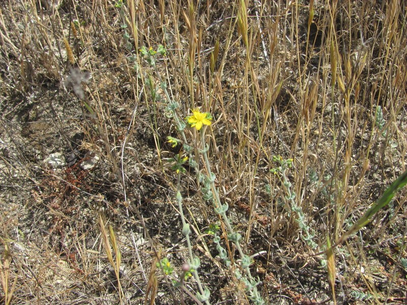Hypericum tomentosum photo 3
