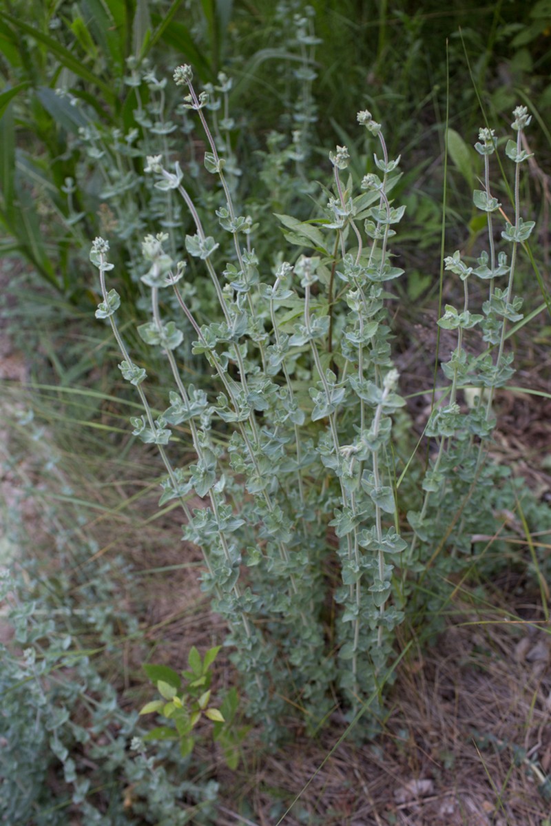 Hypericum tomentosum photo 4