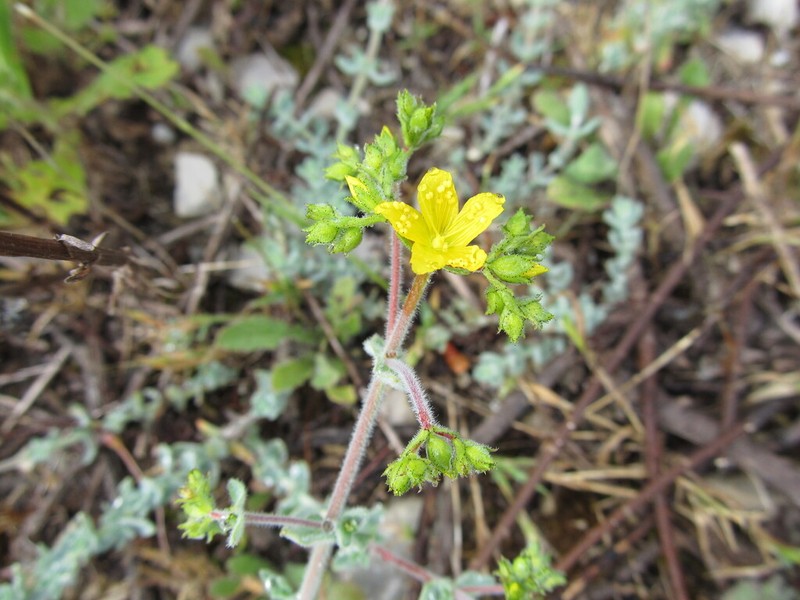 Hypericum tomentosum photo 6