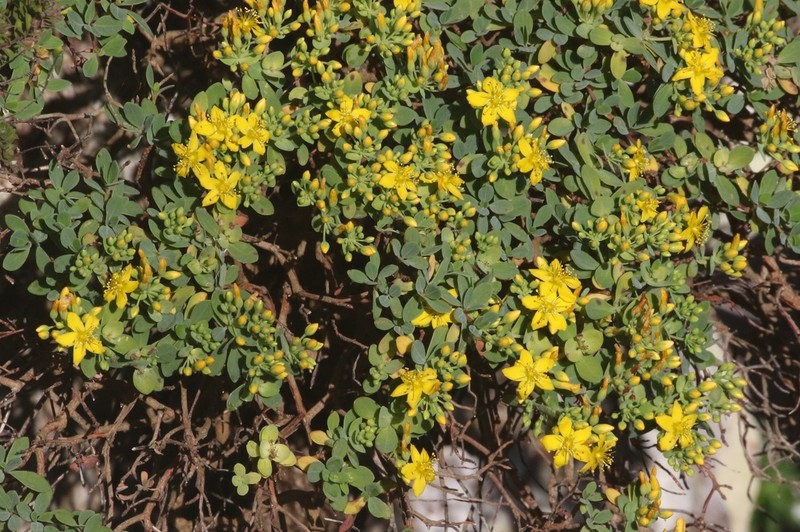 Hypericum tortuosum photo 2