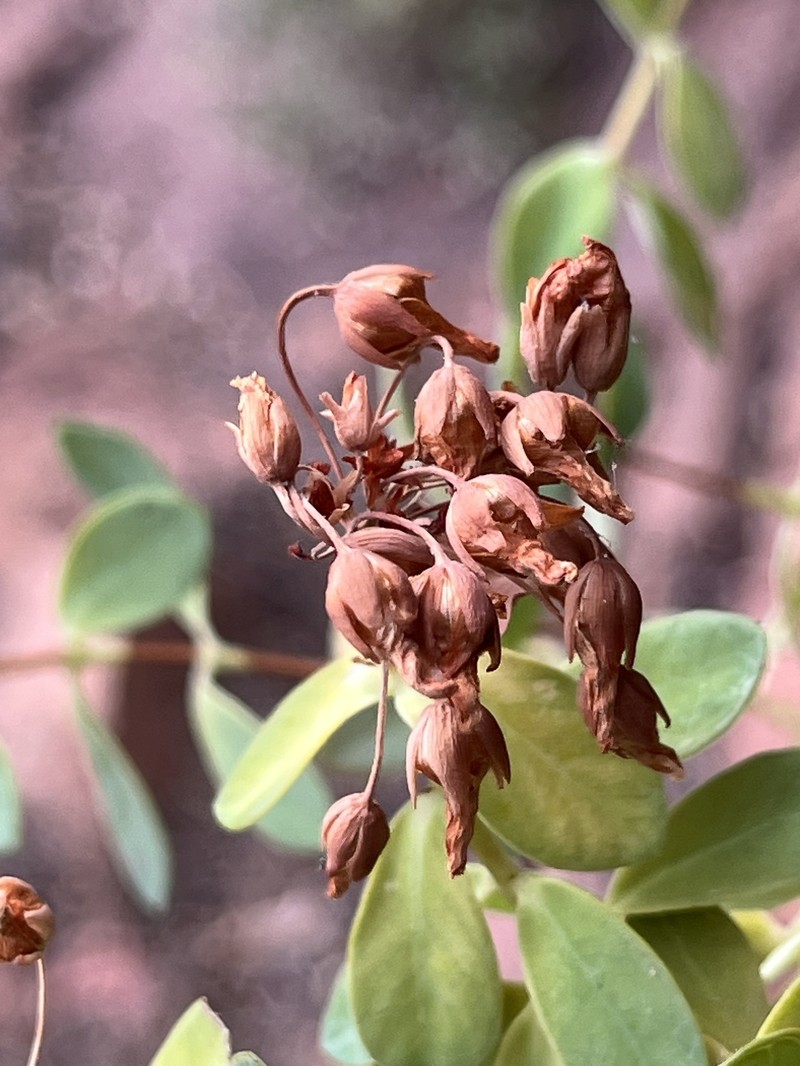 Hypericum tortuosum photo 4