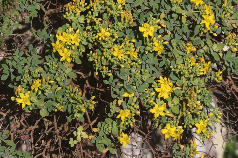 Hypericum tortuosum photo 5