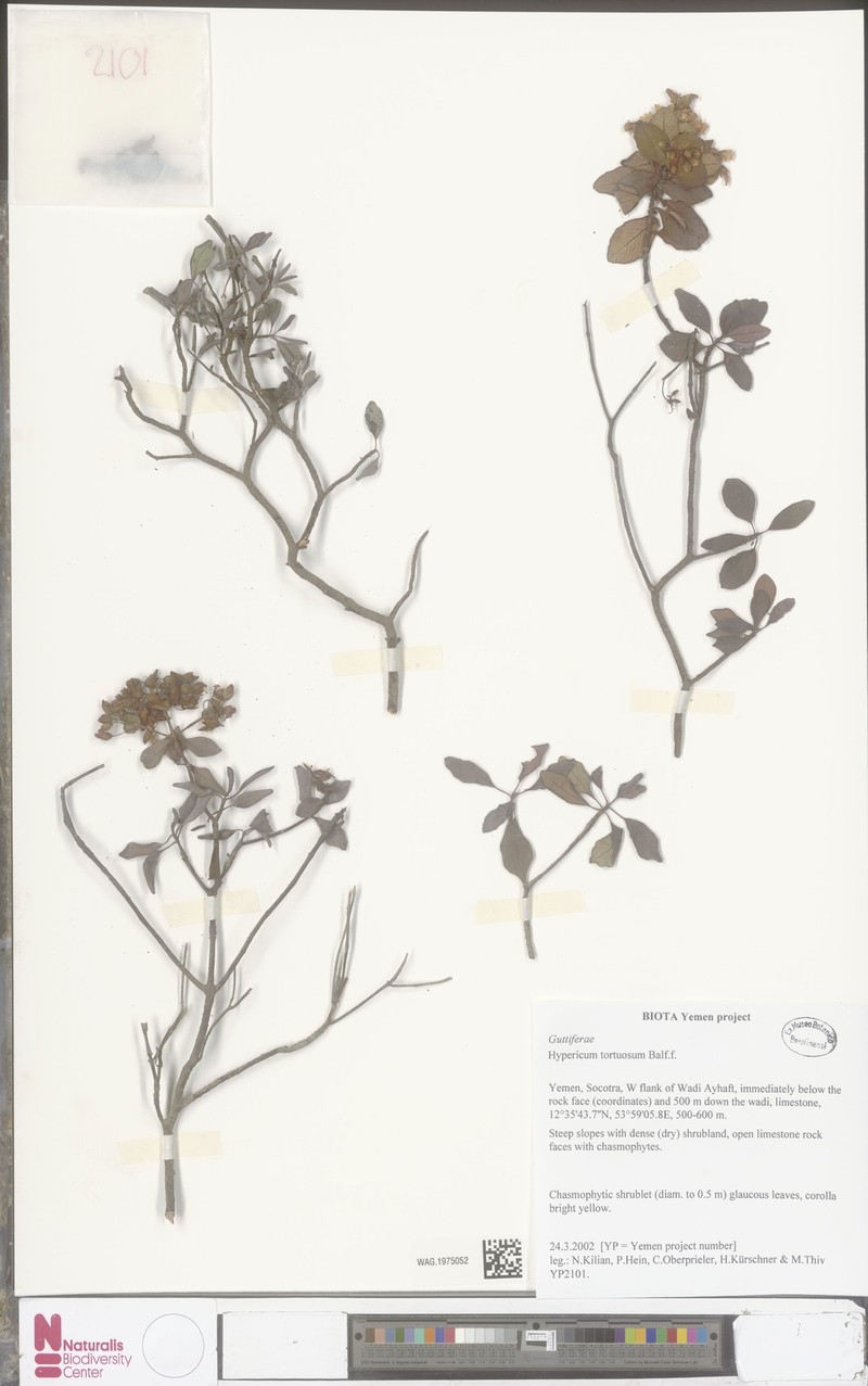 Hypericum tortuosum photo 6
