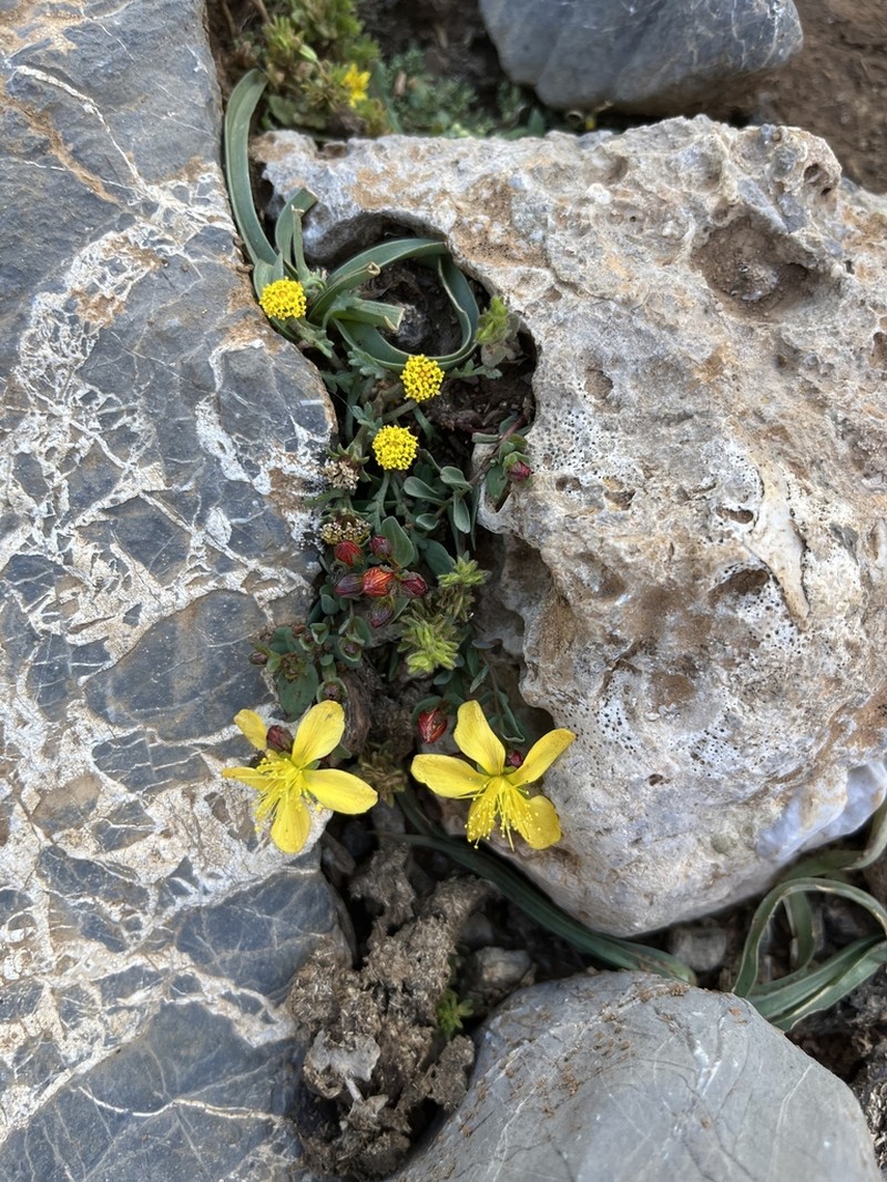 Hypericum trichocaulon
